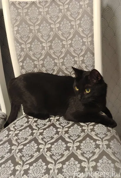 Прекрасный молодой кот очень к...