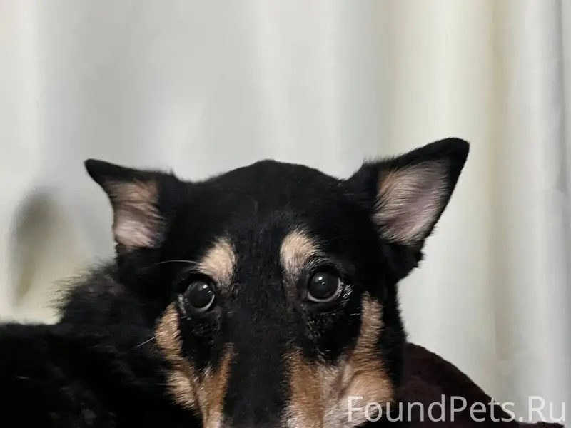 Потерял собаку в районе церкви...