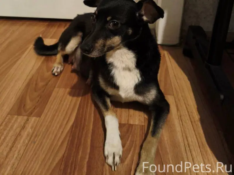 НАЙДЕНА СОБАКА! На остановке у...