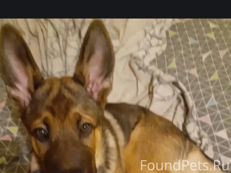 Пропала собака, может кто виде...