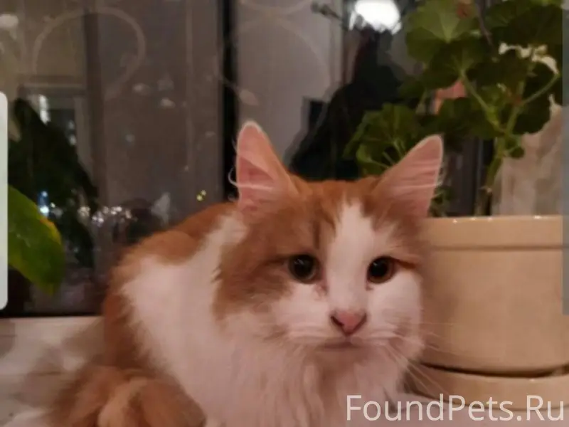 ПРОПАЛ КОТ!!! если видели или ...