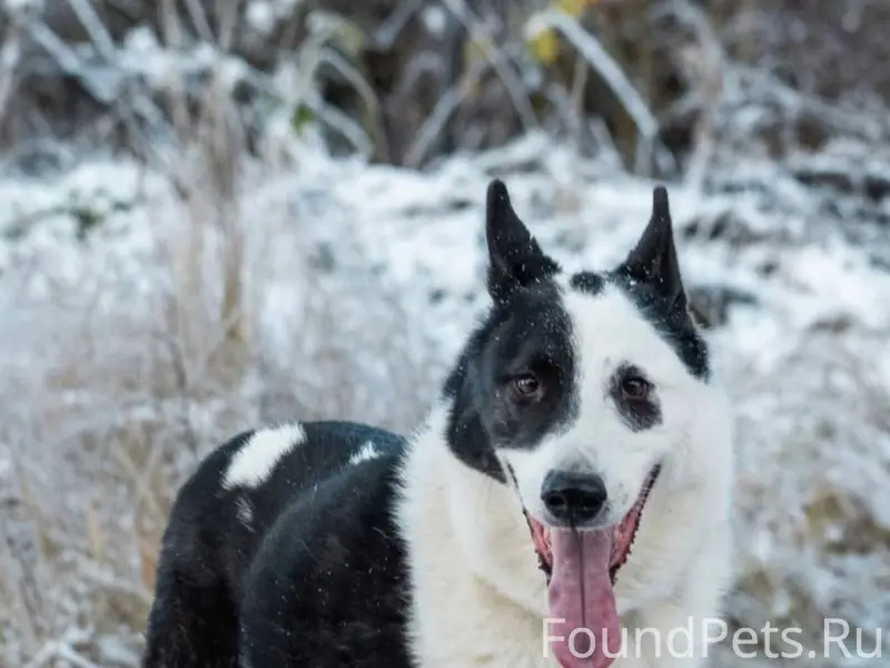Продолжаются поиски Каира! Про...