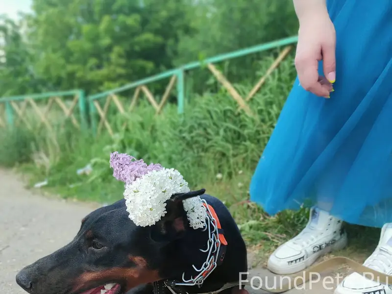 Здравствуйте,можете дать объяв...