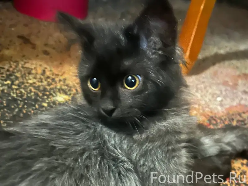 Найдена кошка или кот🤷🏻‍♀️. Ла...