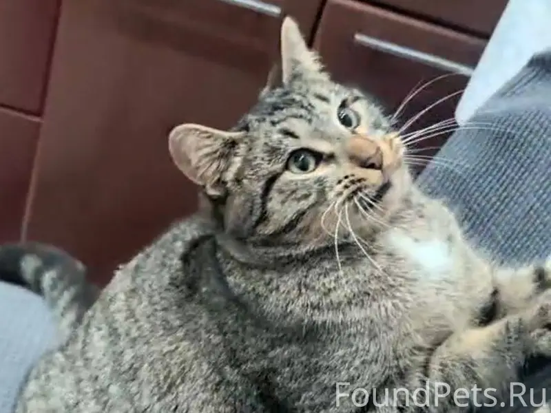 Здравствуйте, пропал кот на ул...