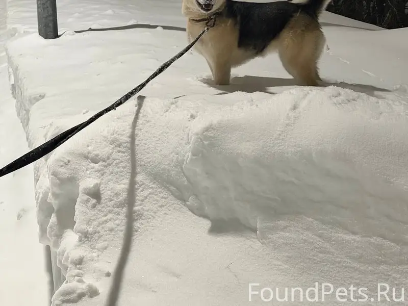 Убежала собака с поводком в ра...