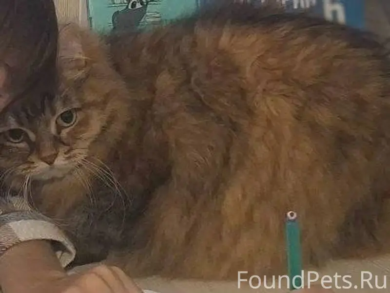 Пропала кошка с улицы Школьная...