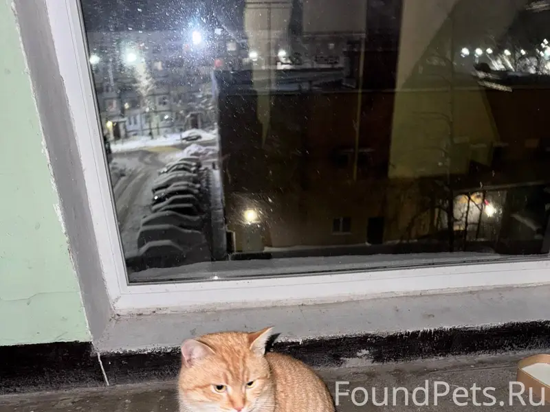 Найден рыжий кот 🐈 На ул...