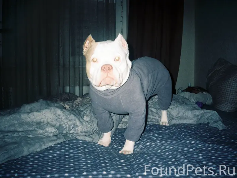 08.01 около 19:30 Потерялась.....