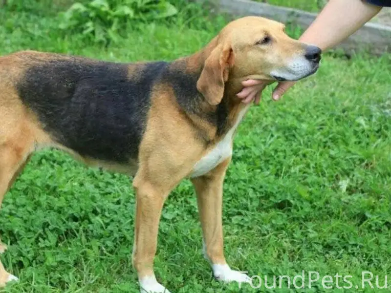 Потерялась собака, как на фото...