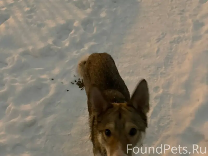 Найдена собака на улице сойфер...