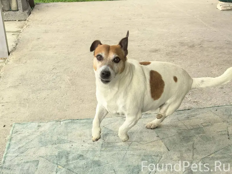 Пропала моя собака, порода Дже...