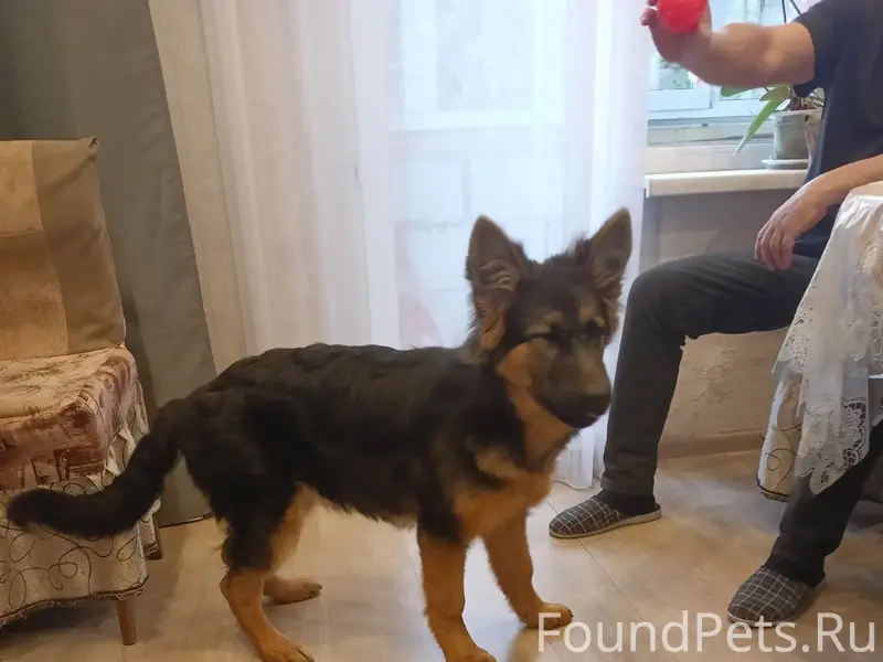 Срочно!!! Убежала собака немка...