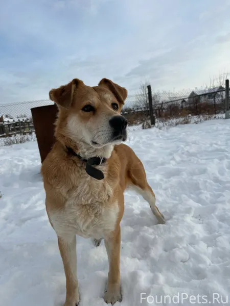 🆘🆘Помогите найти собаку 🆘🆘🆘Сте...