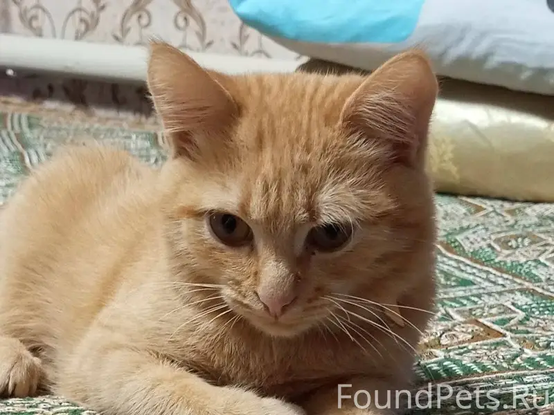 СРОЧНО! ПРОПАЛ КОТ!!! Район пр...