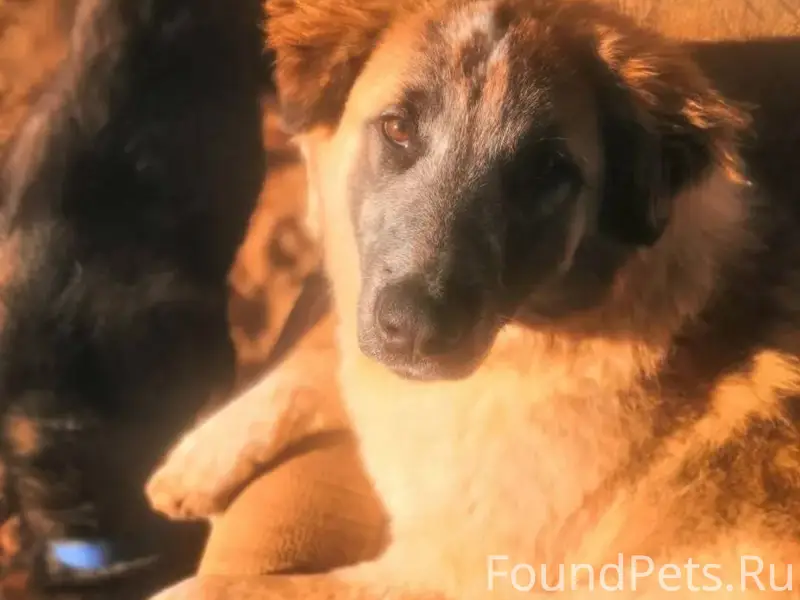 ПРОПАЛА СОБАКА. Сука с розовой...