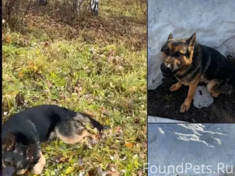 ❗️❗️❗️SOS! ПОМОГИТЕ НАЙТИ СОБА...