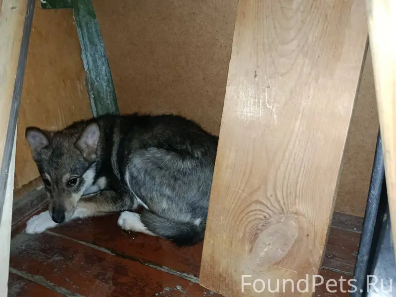 Чья потеряшка? Найдена собака ...