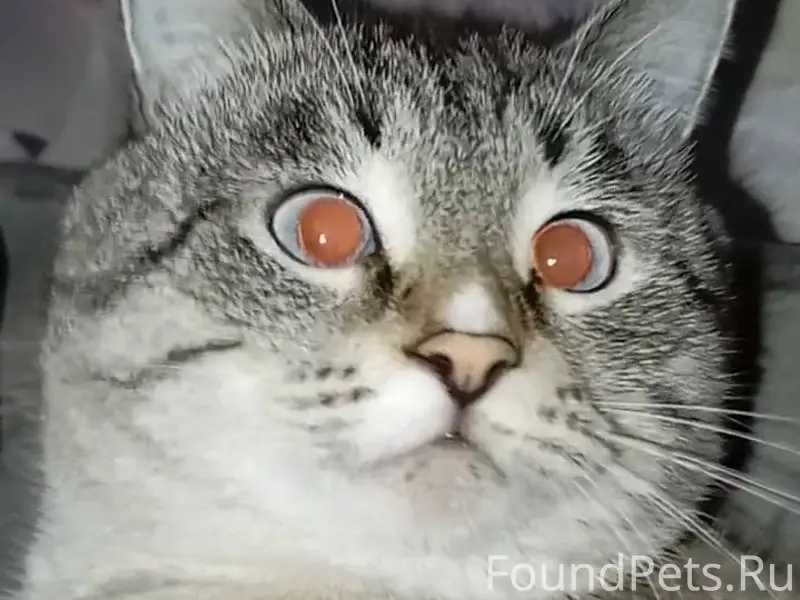 Пропал кот Саймон . Прошу пожа...