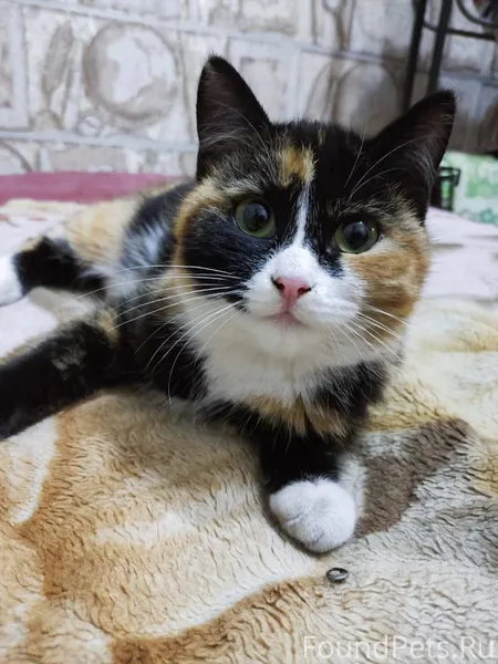 Пропала кошка приблизительно 2...