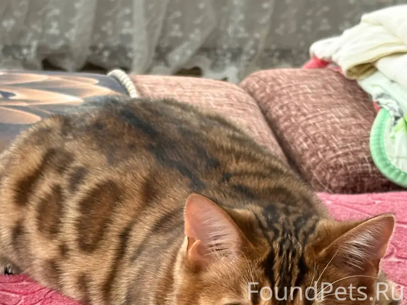 ПРОПАЛ кот бенгальской породы ...