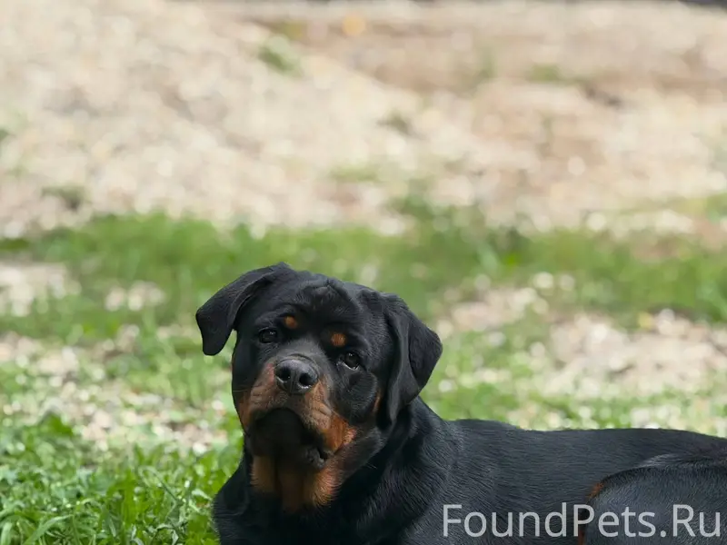 #потерялось_животное_Шадринск ...