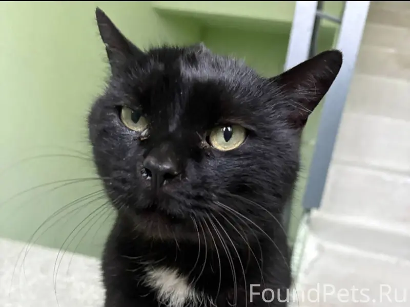 Найден кот на ул. Клевцова,24....
