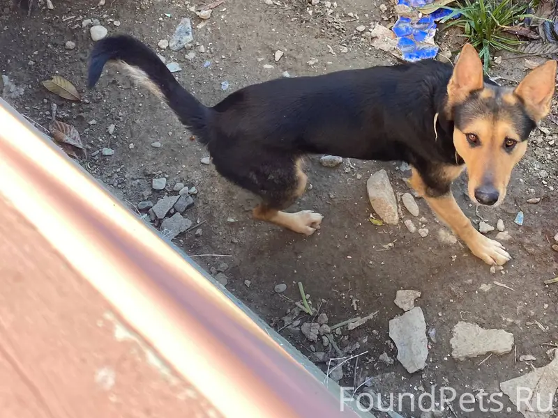 Пропала собака ( мальчик) в ра...