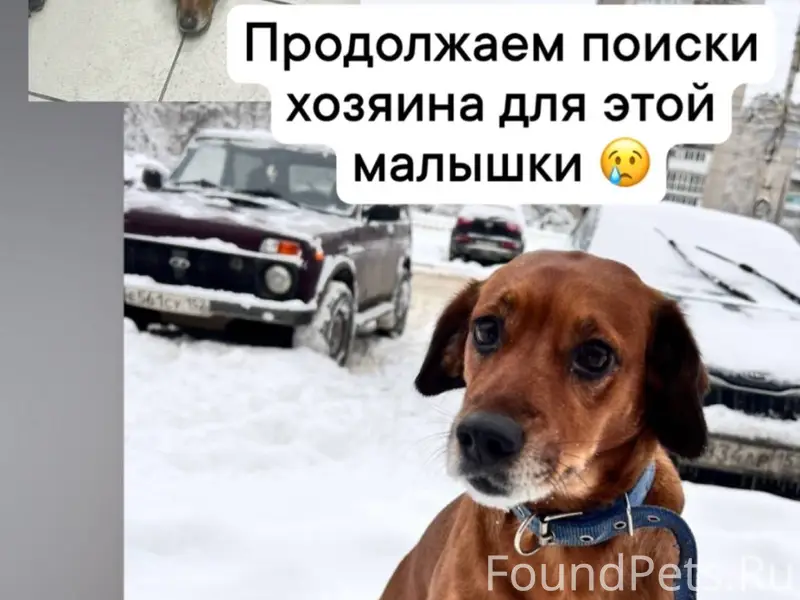 ‼️Поиск хозяина ‼️ Внимание, у...