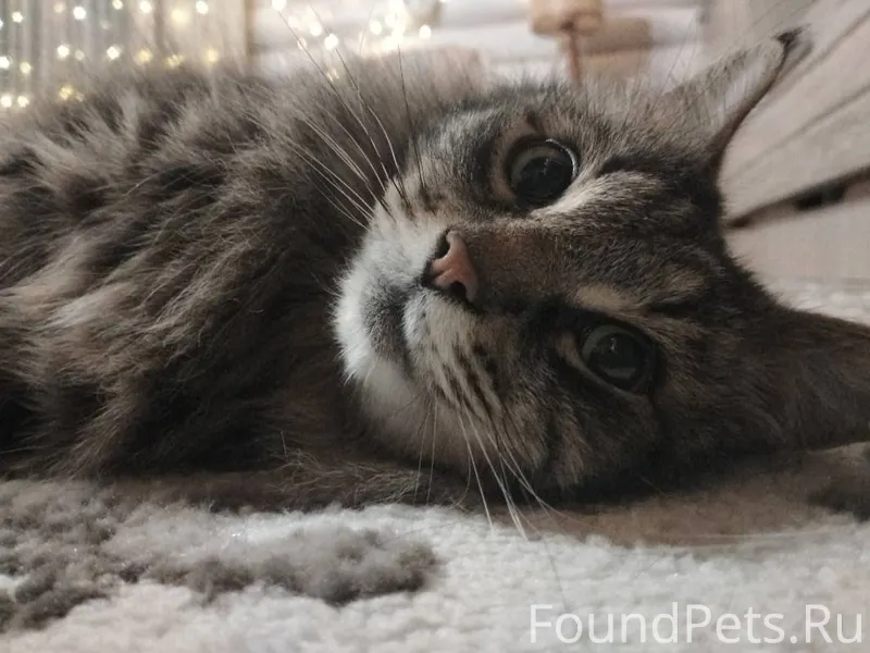 ПОМОГИТЕ ПОЖАЛУЙСТА! ПРОПАЛ КО...