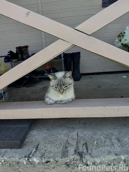 Здравствуйте, потерялась кошка...