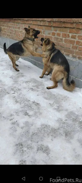 Добрый день, убежали 2 овчарки...