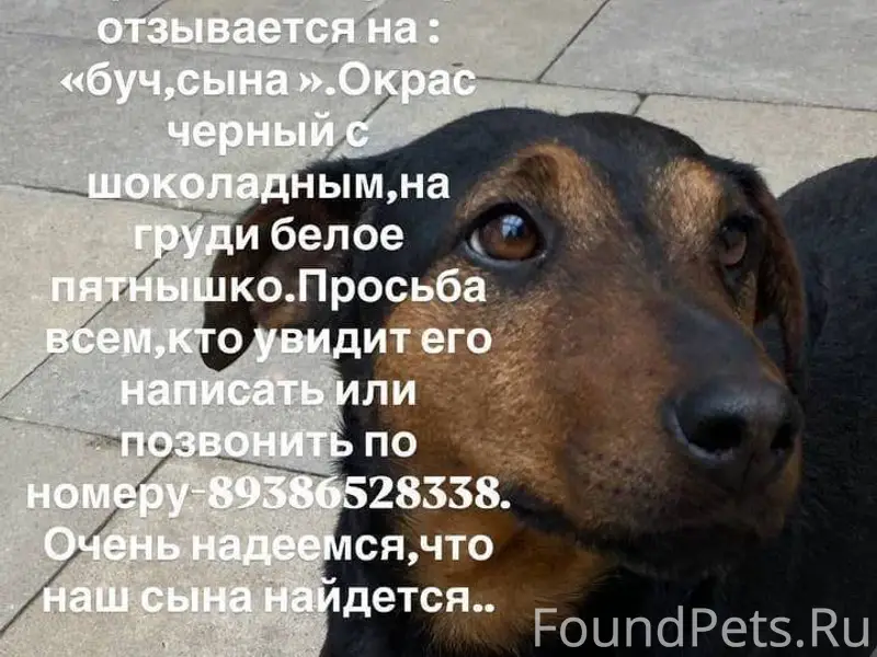 ПРОПАЛ ПЕС ПОРОДЫ ЯГТТЕРЕР, ОТ...