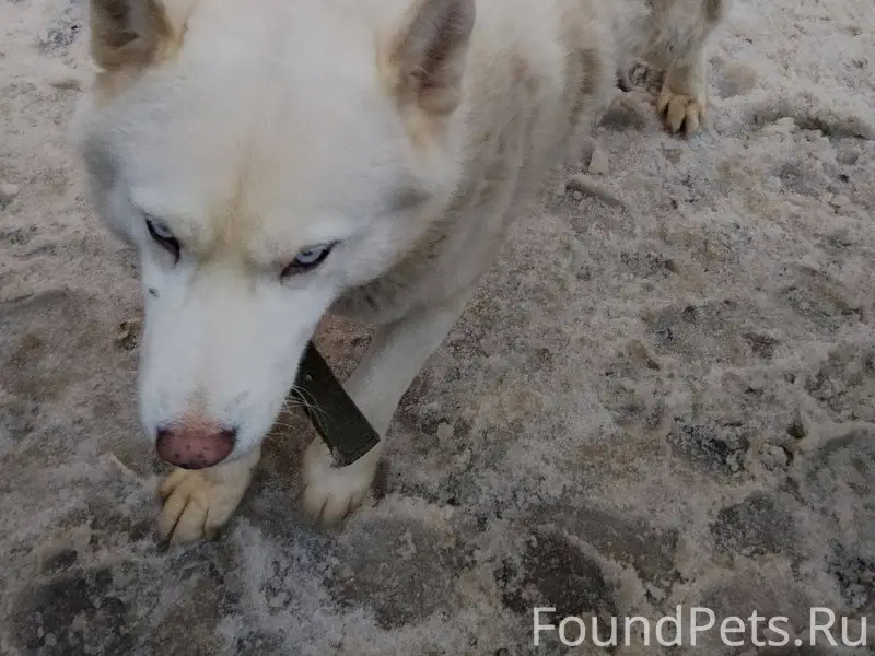 У кого пропала собака? Микрора...