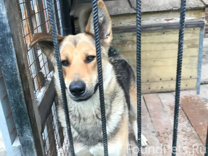 ❗️ПОТЕРЯЛСЯ ПЕС❗️ 28 декабря в...