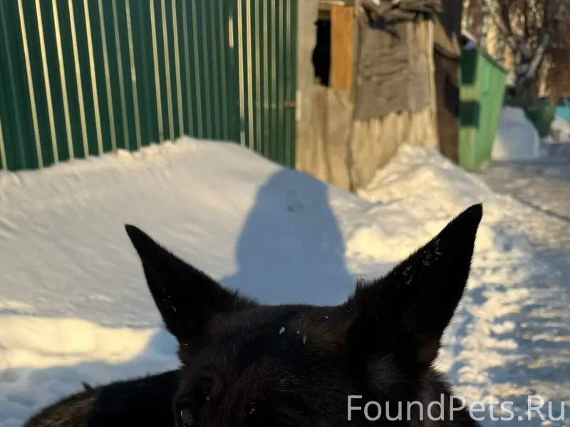 Увидела собаку в районе Челюск...