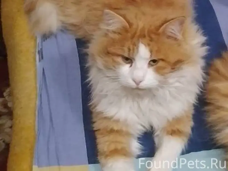 🆘🆘🆘 Пропал любимец семьи!!! Ры...