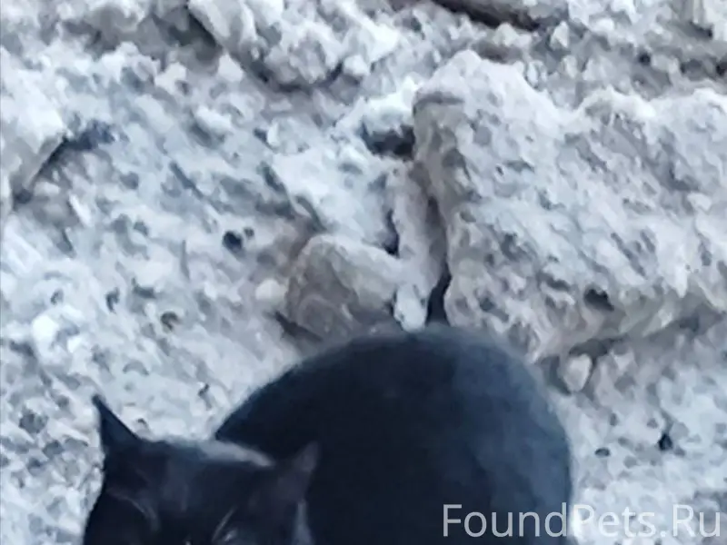 Около недели кошка или котик м...