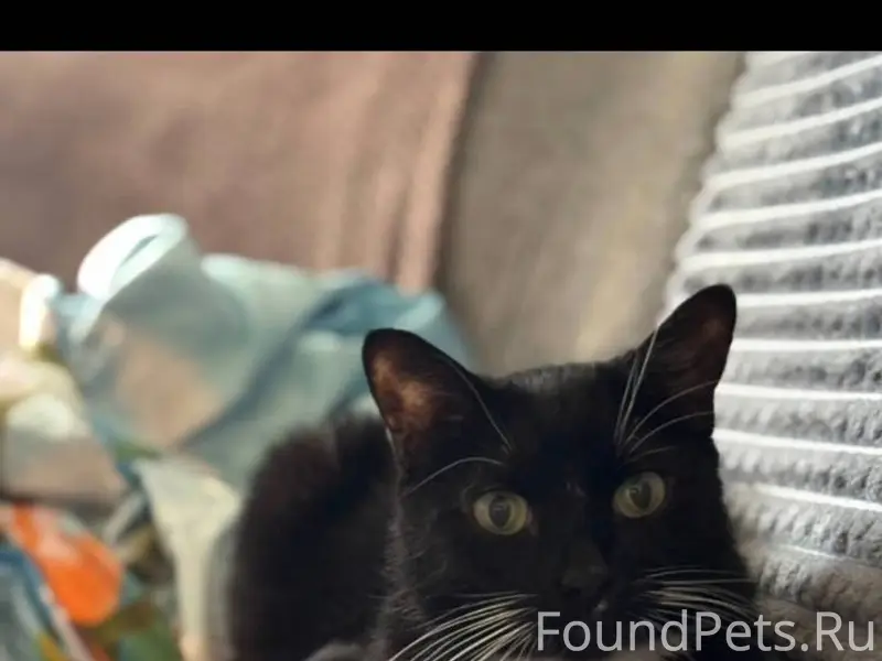 ❗️Пропал кот. Кличка Марчелло,...