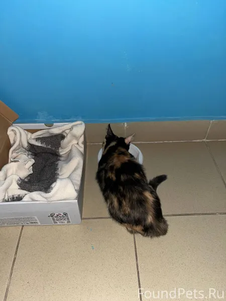 Добрый вечер! Найден молодой к...