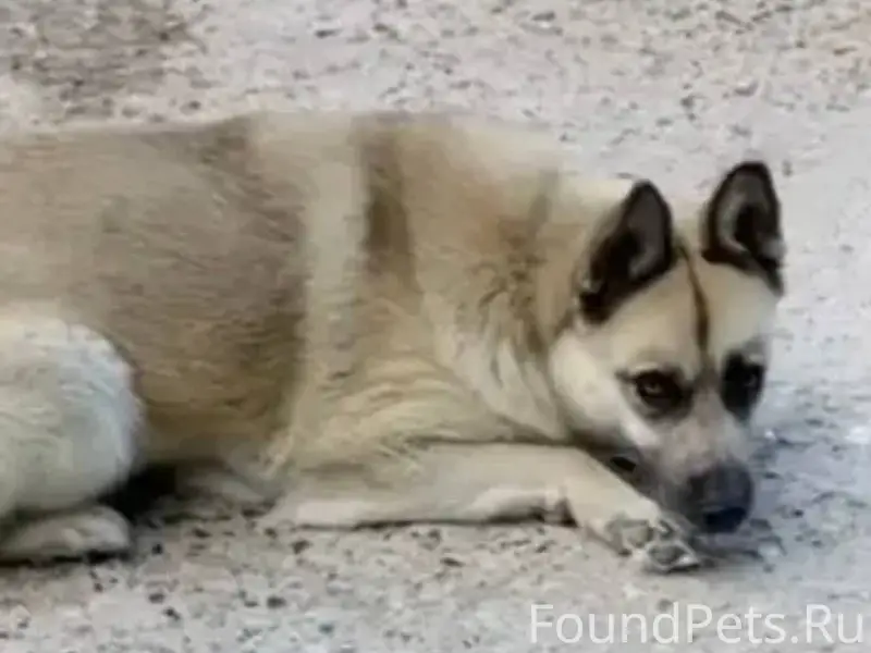 Пропала собака в с. Липицы 3.....