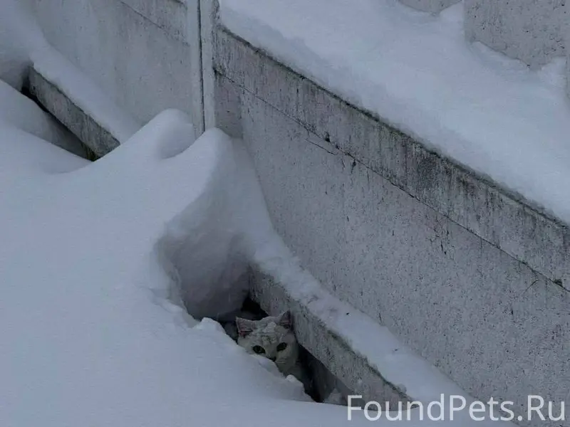 Найдена кошка в районе Старые ...