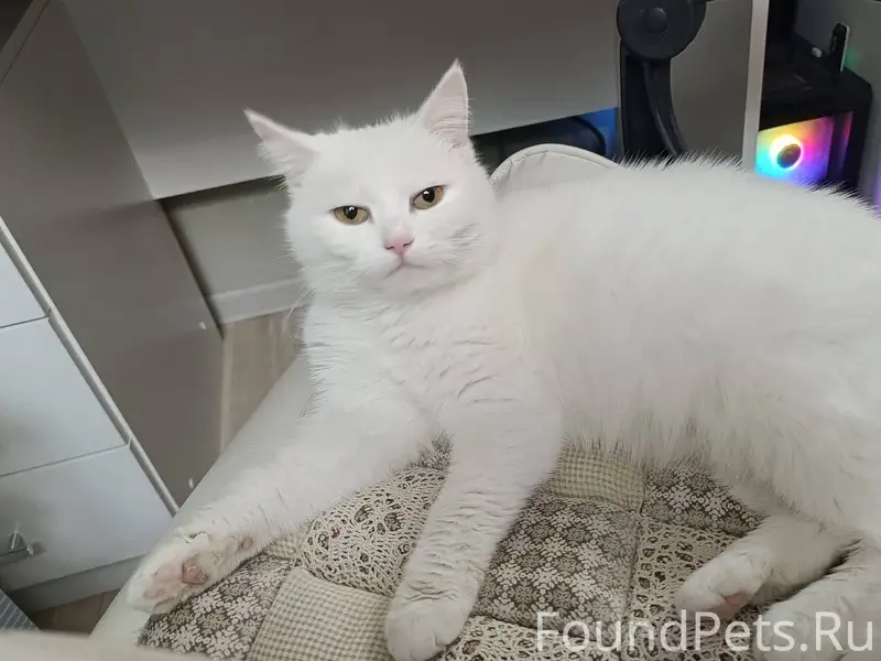 Найдена кошка 28.12, на ул...