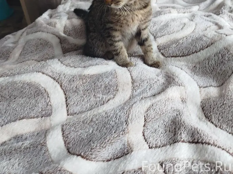 Здравствуйте. Нашли котёнка, н...