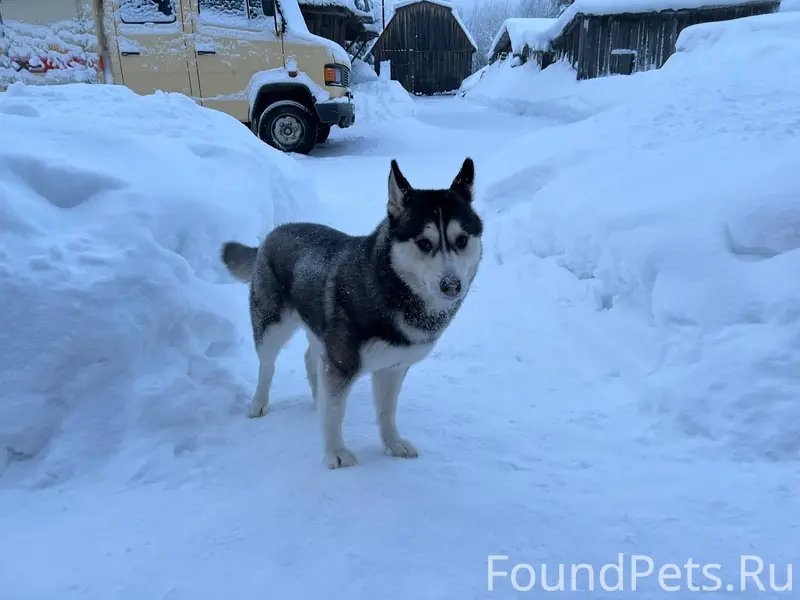🆘🆘🆘Нашёлся пёс🆘 Жители Троицко...