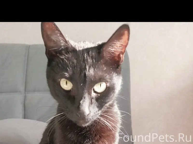 Пропал кот, примерно 3дня наза...