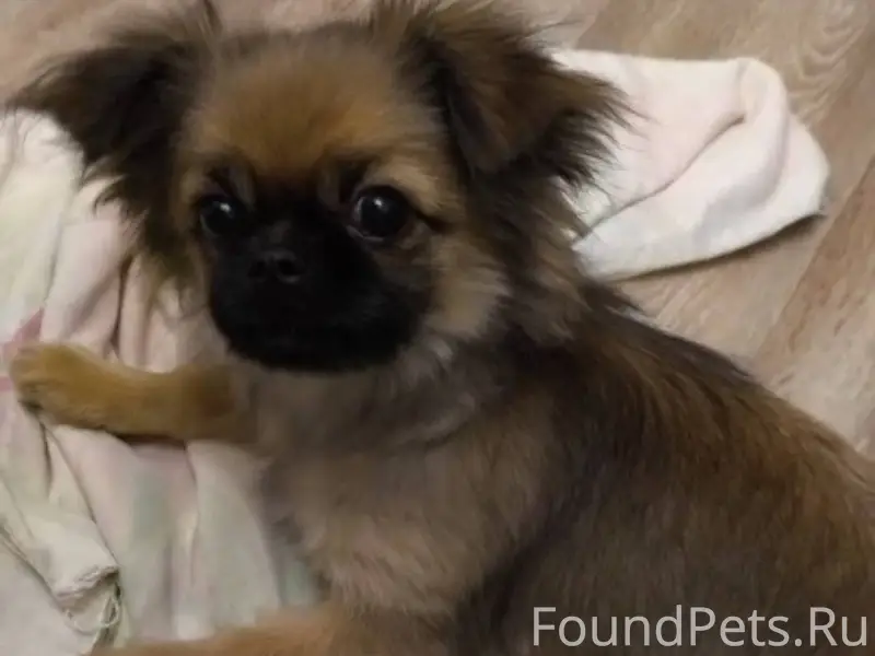 На А. Невского найден щенок, о...