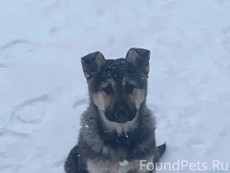 Пропала собака(щенок) в районе...