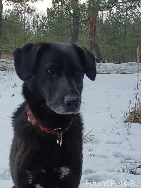ПОМОГИТЕ НАЙТИ! Убежала собака...