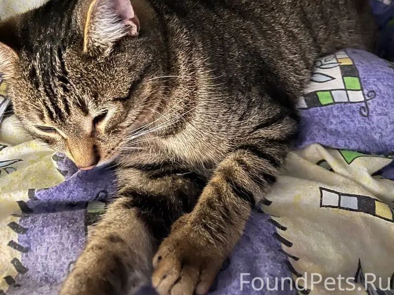 Пропал кот 9 января с улицы...